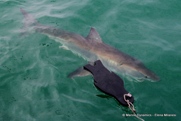 Great White Shark, South Africa